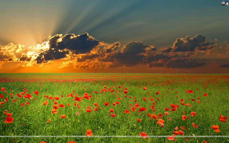 Poppy Field at Sunset — Green
