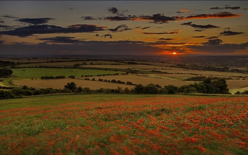 Poppy Field at Sunset — Orange, Serene