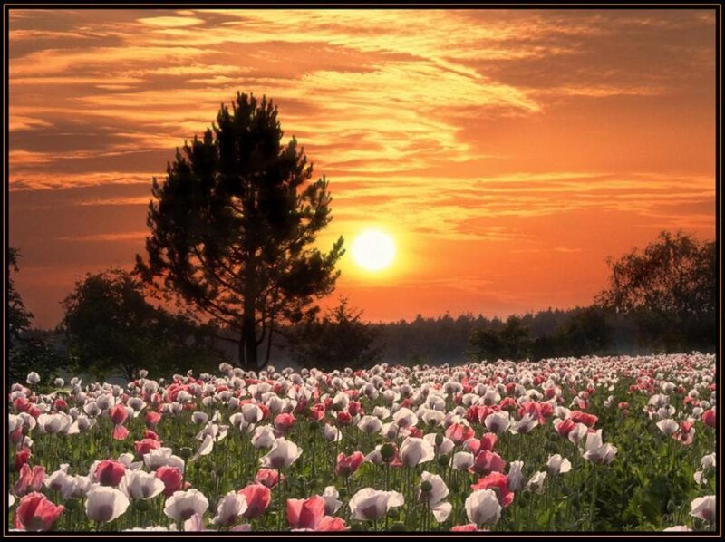 Poppy Field at Sunset — Orange