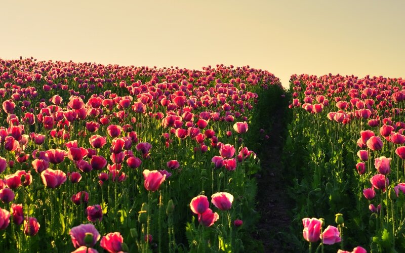 Poppy Field at Sunset — Pink
