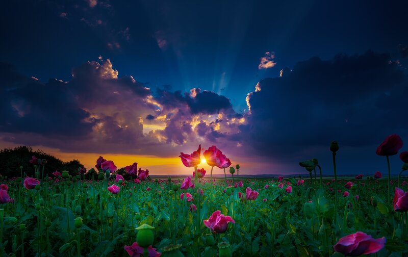Poppy Field at Sunset — Purple, Dramatic
