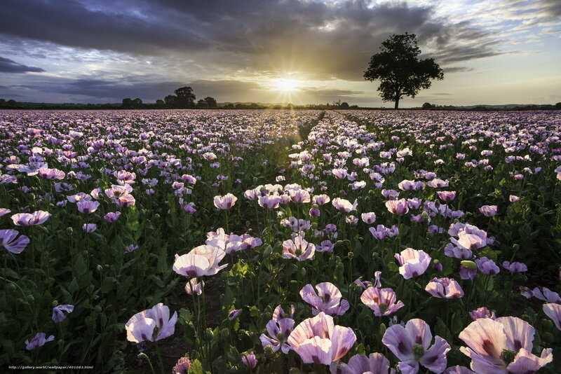 Poppy Field at Sunset — Purple, Serene