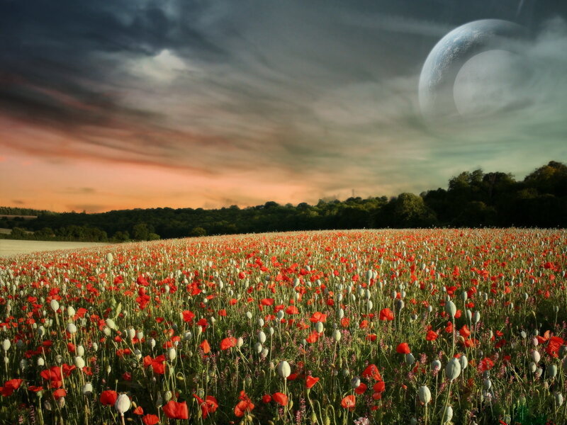 Poppy Field at Sunset — Red, Dramatic, Digital Art, Clouds, Moon