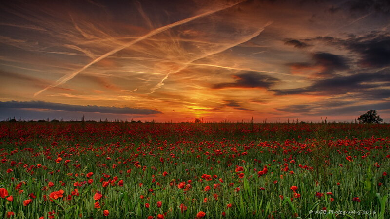 Poppy Field at Sunset — Red, Dramatic, Photograph, Sky, Clouds