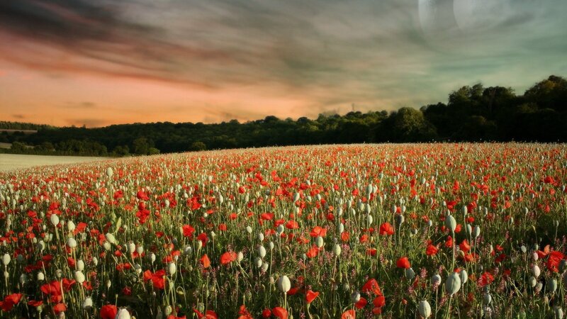 Poppy Field at Sunset — Red, Dramatic, Photograph, Sky