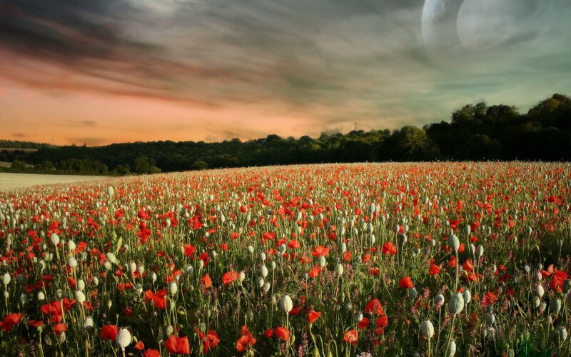 Poppy Field at Sunset — Red, Dramatic, Photograph, Sky, Trees