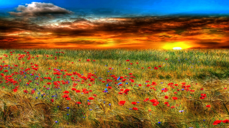Poppy Field at Sunset — Red, Dramatic, Photograph, Sun