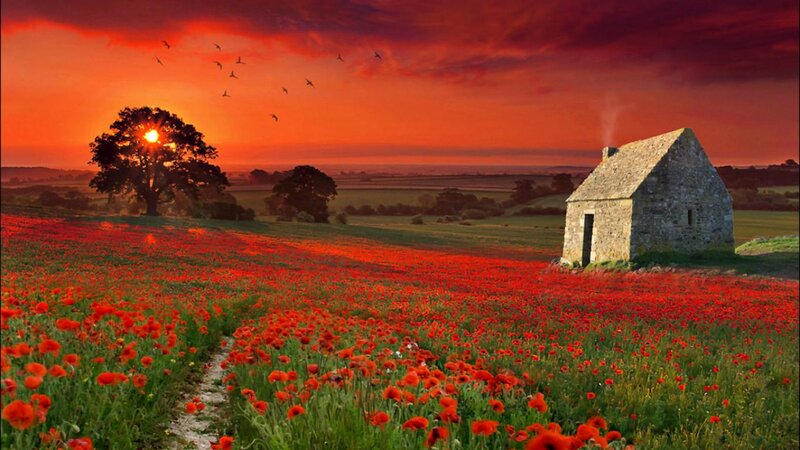 Poppy Field at Sunset — Red, Dramatic, Photograph, Tree, Cottage