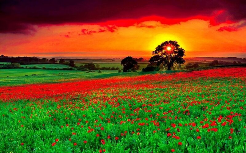 Poppy Field at Sunset — Red, Dramatic, Photograph, Tree, Sky