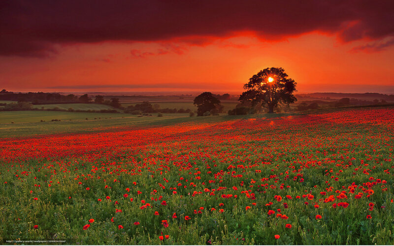 Poppy Field at Sunset — Red, Dramatic, Photograph, Tree, Sun