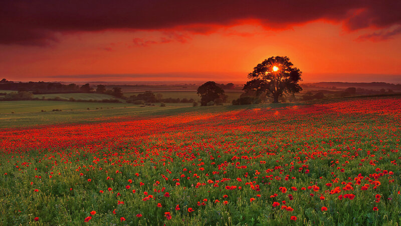 Poppy Field at Sunset — Red, Dramatic, Photograph, Tree