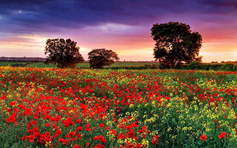 Poppy Field at Sunset — Red, Dramatic, Photograph, Trees, Sky
