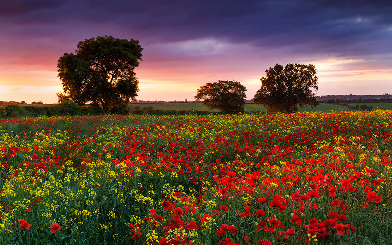 Poppy Field at Sunset — Red, Dramatic, Photograph, Trees