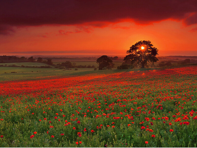 Poppy Field at Sunset — Red, Dramatic