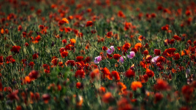 Poppy Field at Sunset — Red, Serene, Photograph, Flowers