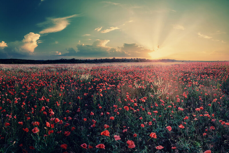 Poppy Field at Sunset — Red, Serene, Photograph