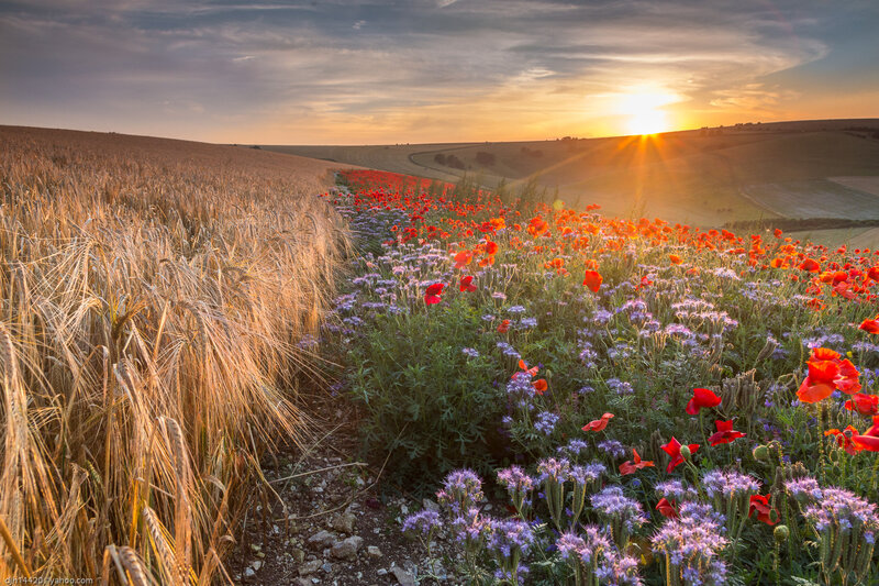 Poppy Field at Sunset — Red, Serene, Photograph, Wheat Field