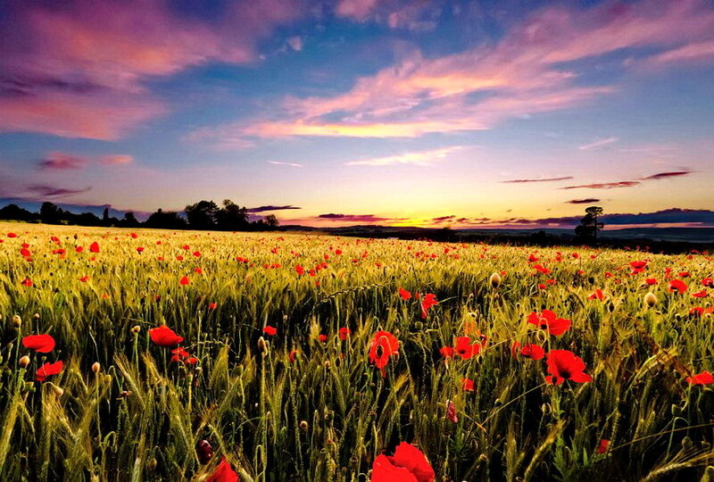 Poppy Field at Sunset — Red, Serene