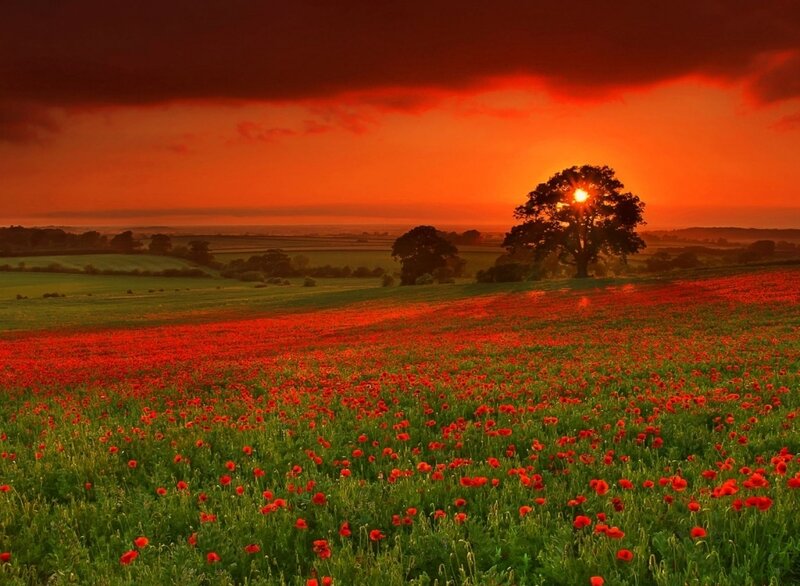 Poppy Field at Sunset — Red