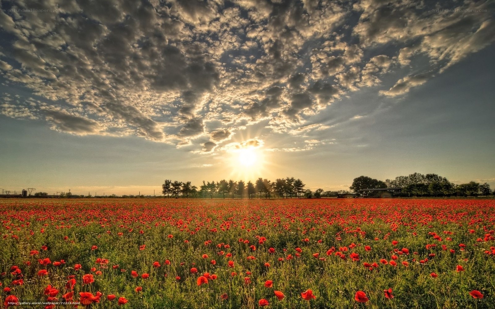 Poppy field at sunset
