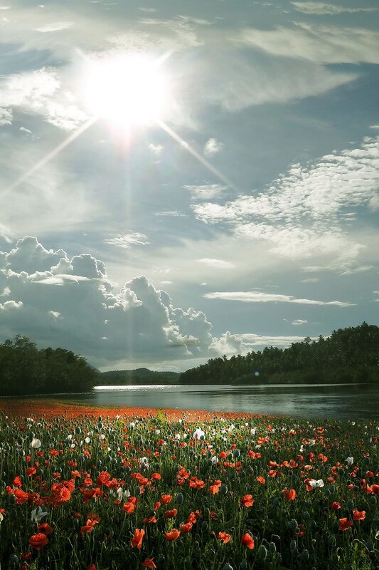 Poppy Field by River