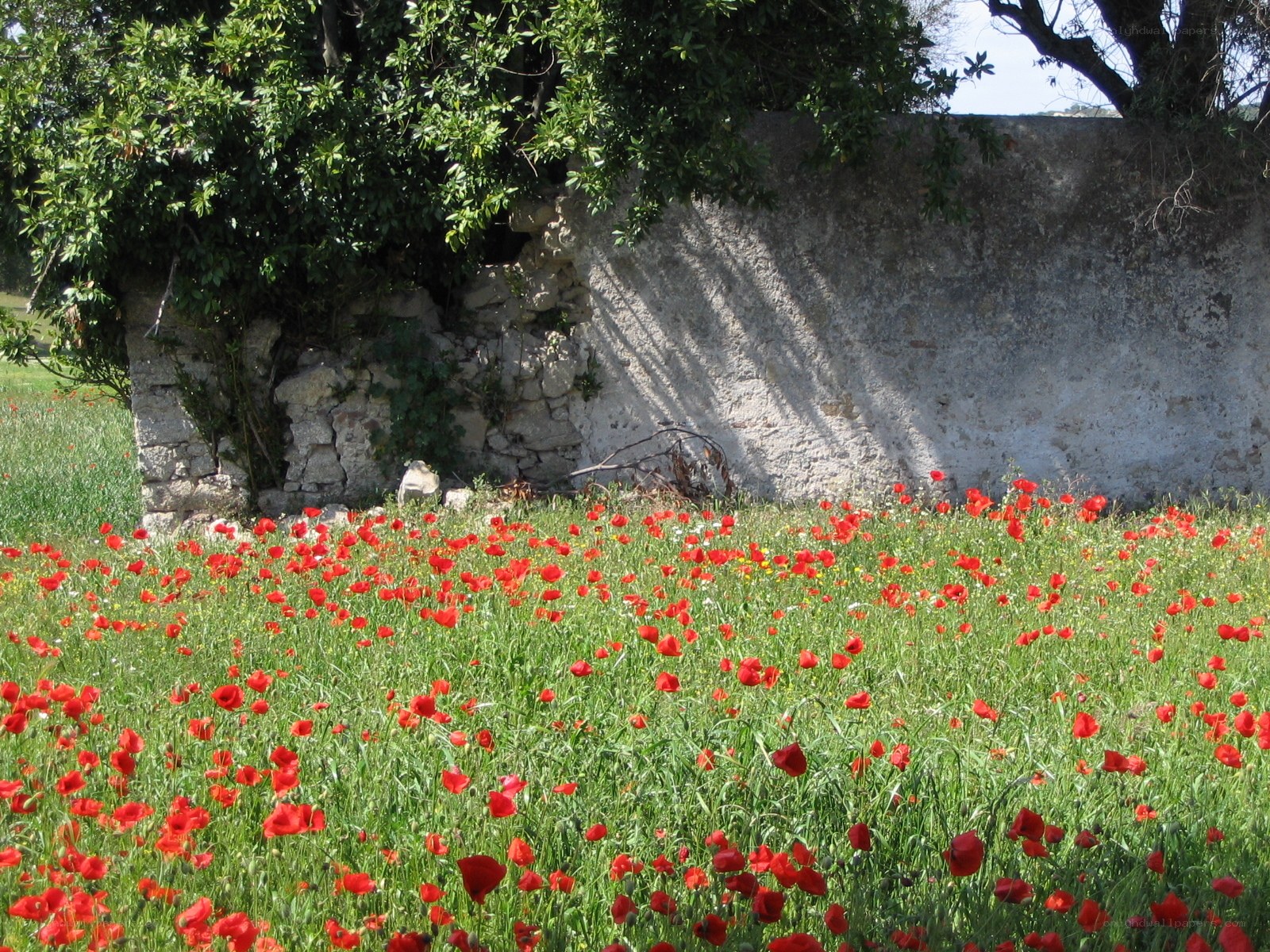 Poppy field by stone wall