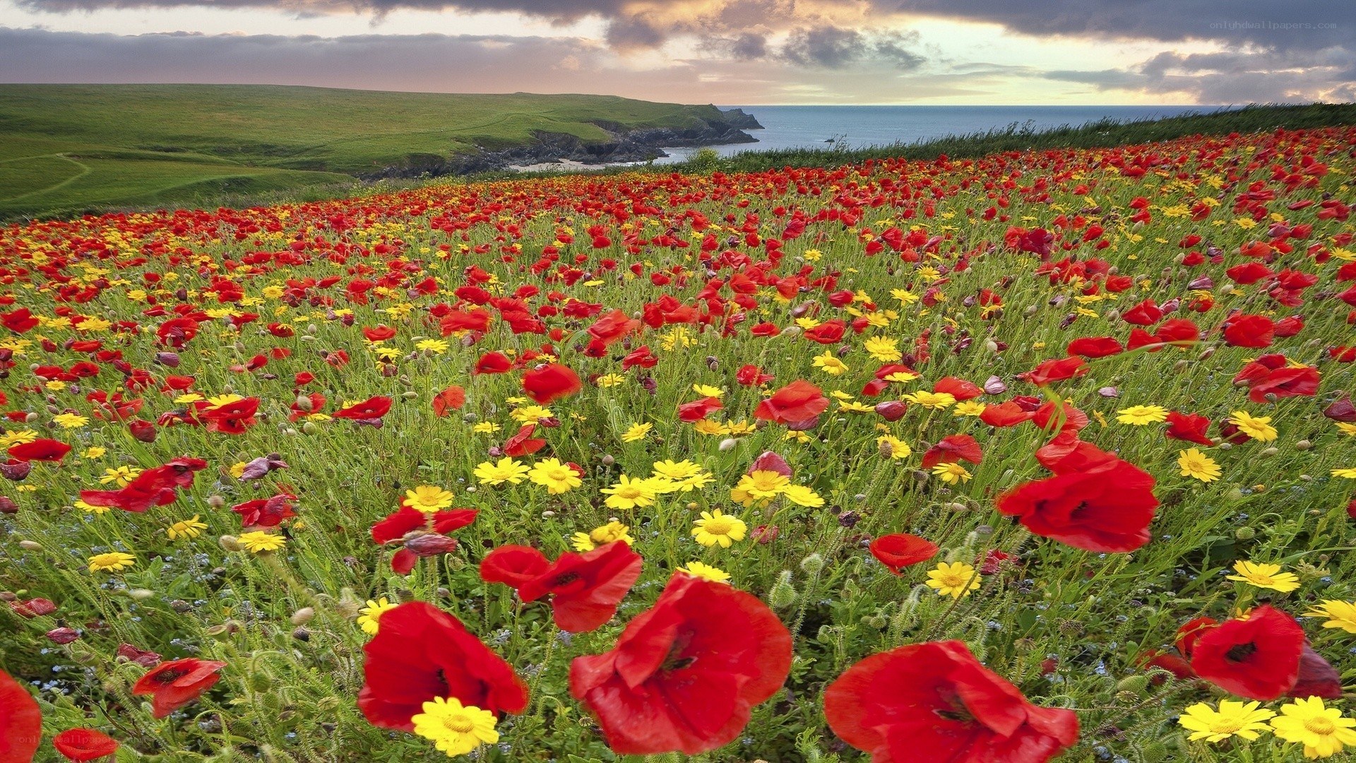 Poppy field by the sea