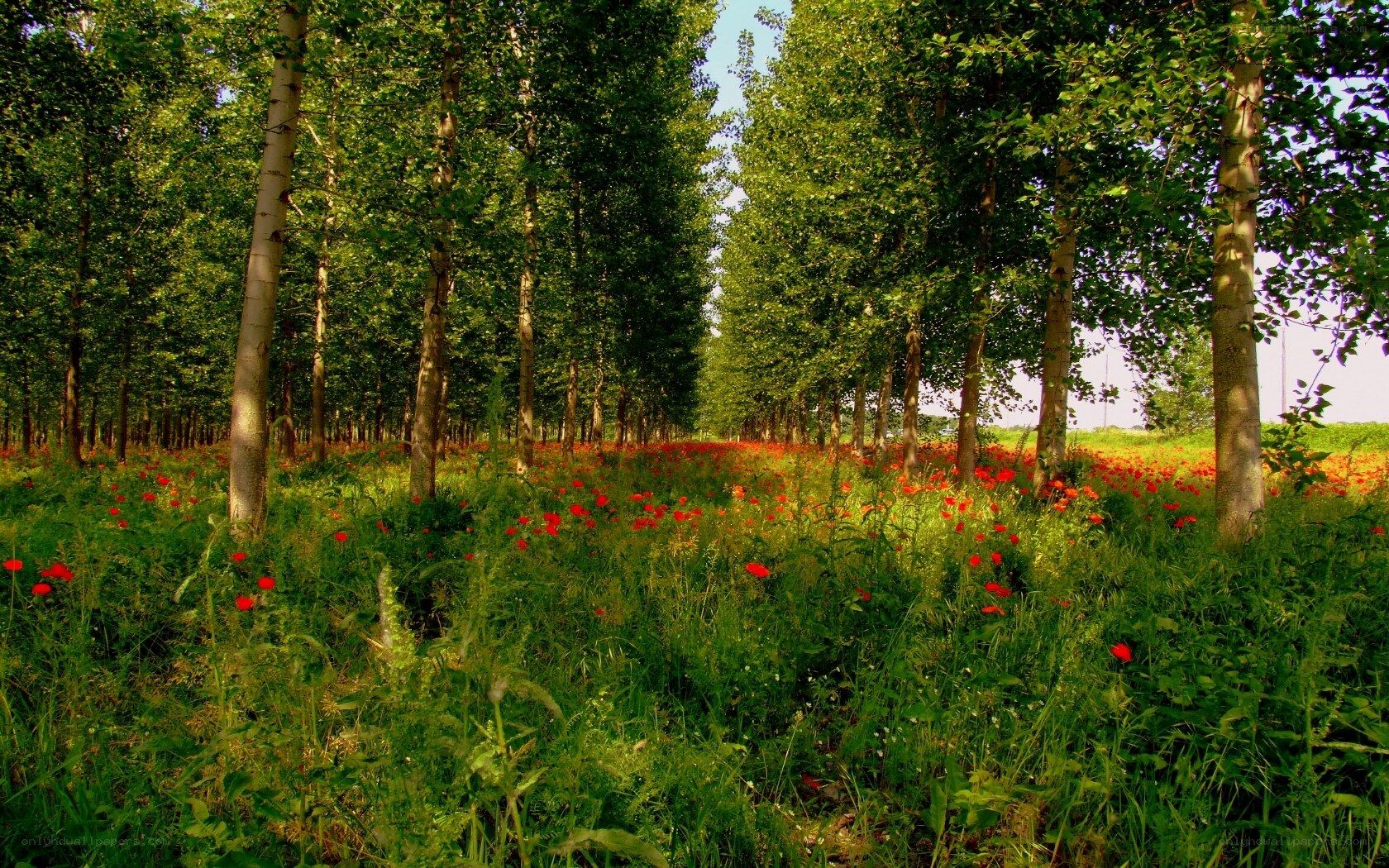 Poppy field in a forest