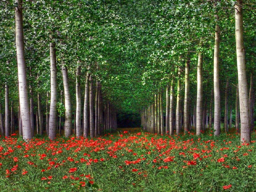 Poppy field in a forest