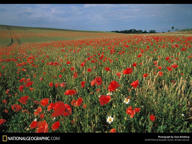 Poppy field in a green landscape