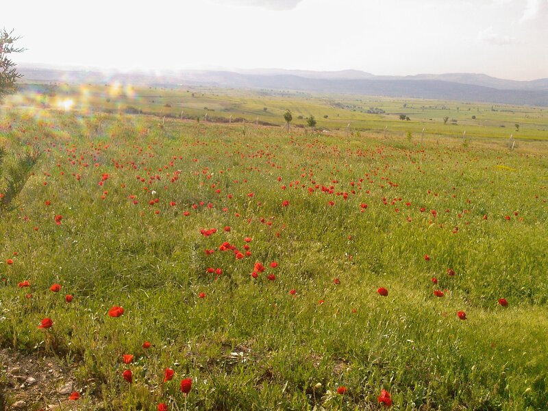 Poppy field in a green valley