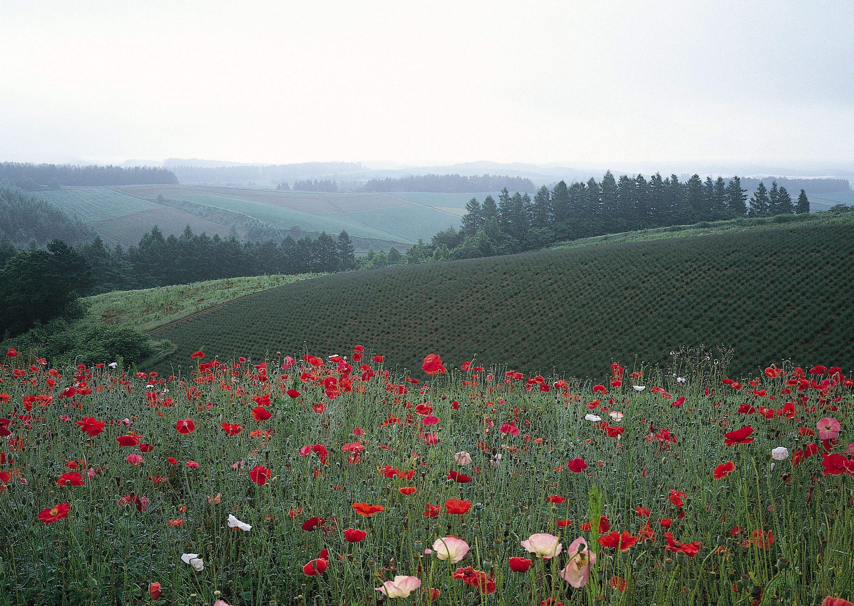 Poppy field in a hilly landscape