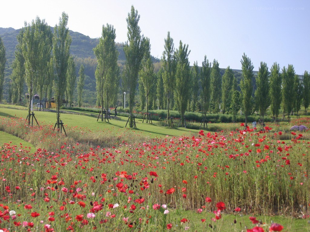Poppy field in a park