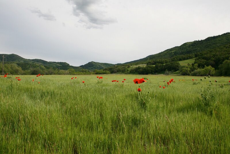 Poppy field in a valley