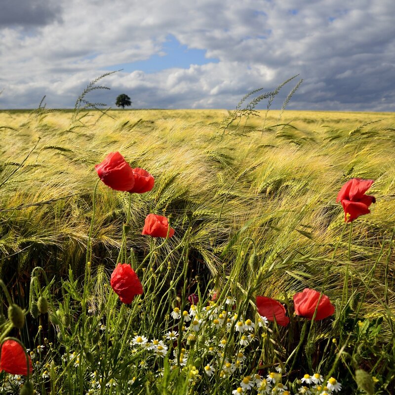 Poppy field in a wheat field