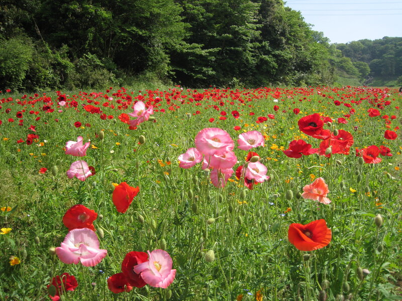 Poppy field in bloom