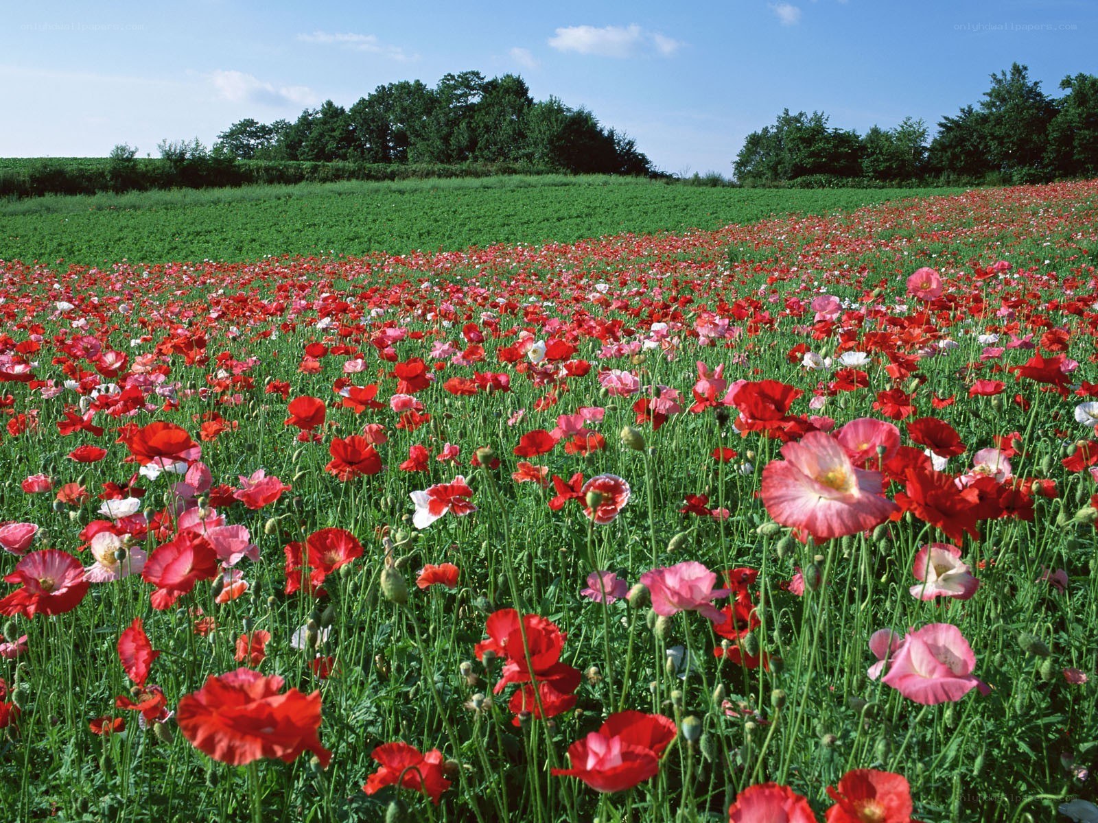Poppy field in bloom