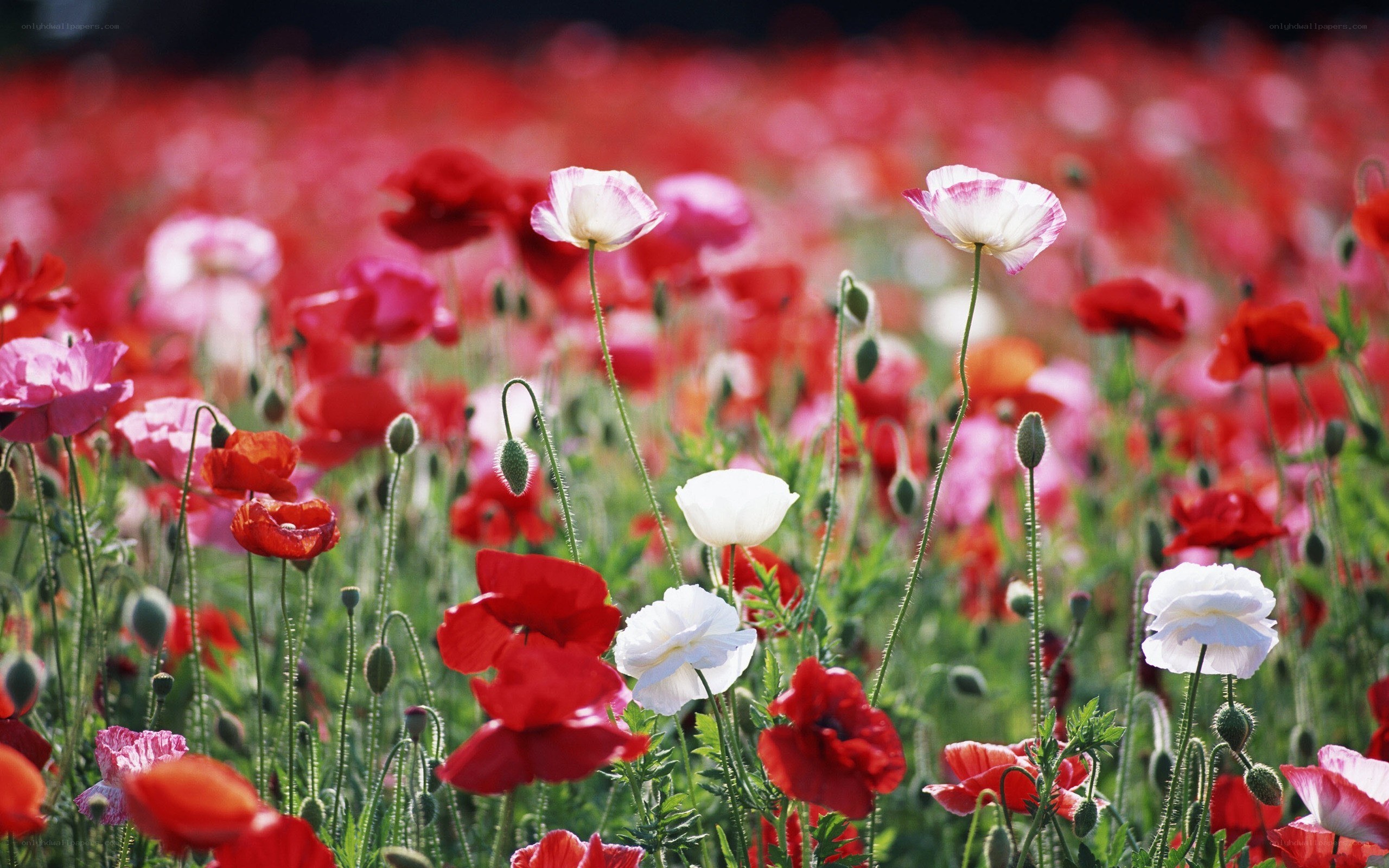Poppy field in bloom