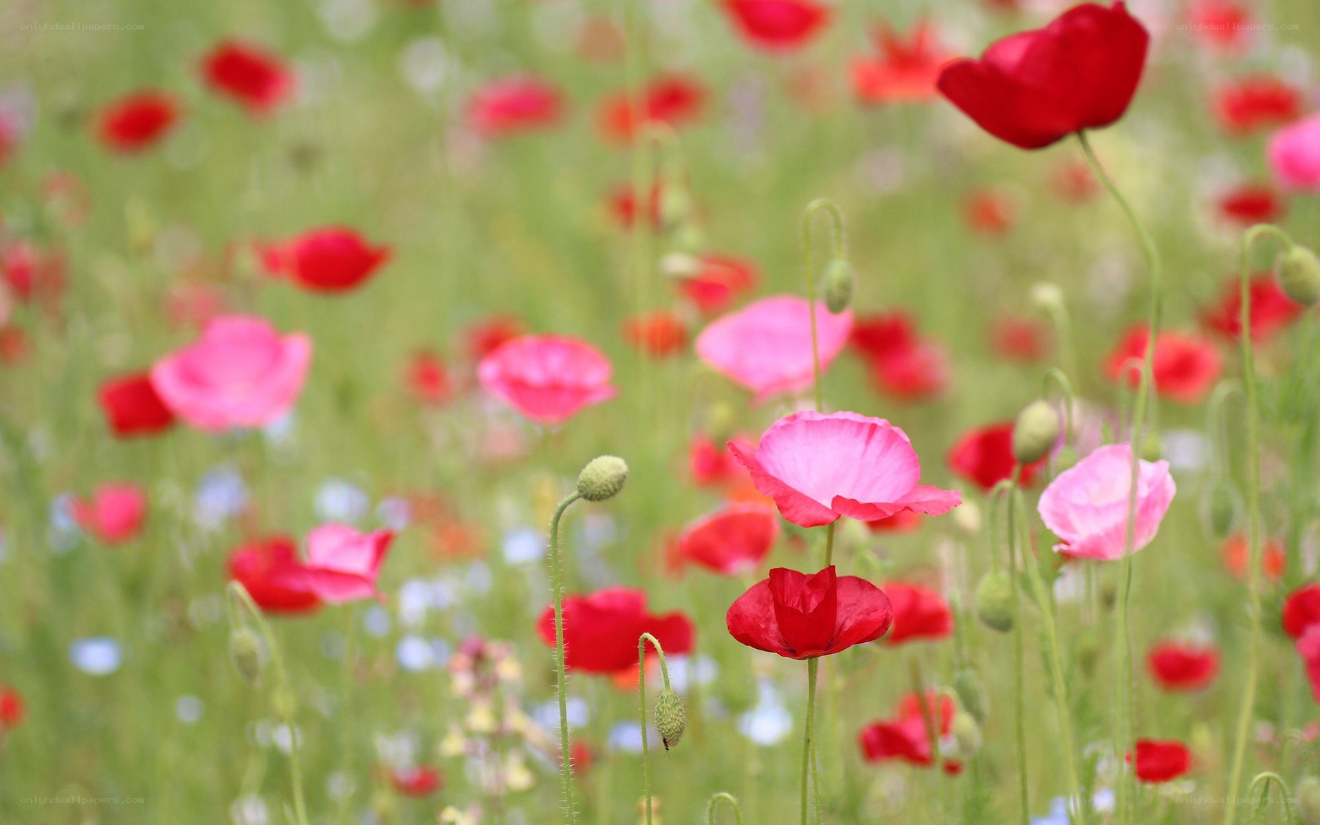 Poppy field in bloom