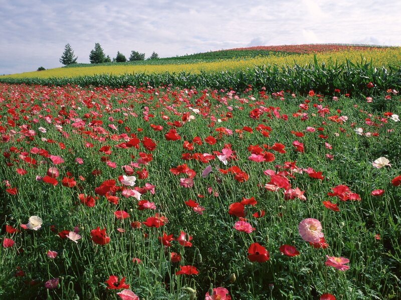 Poppy field in bloom