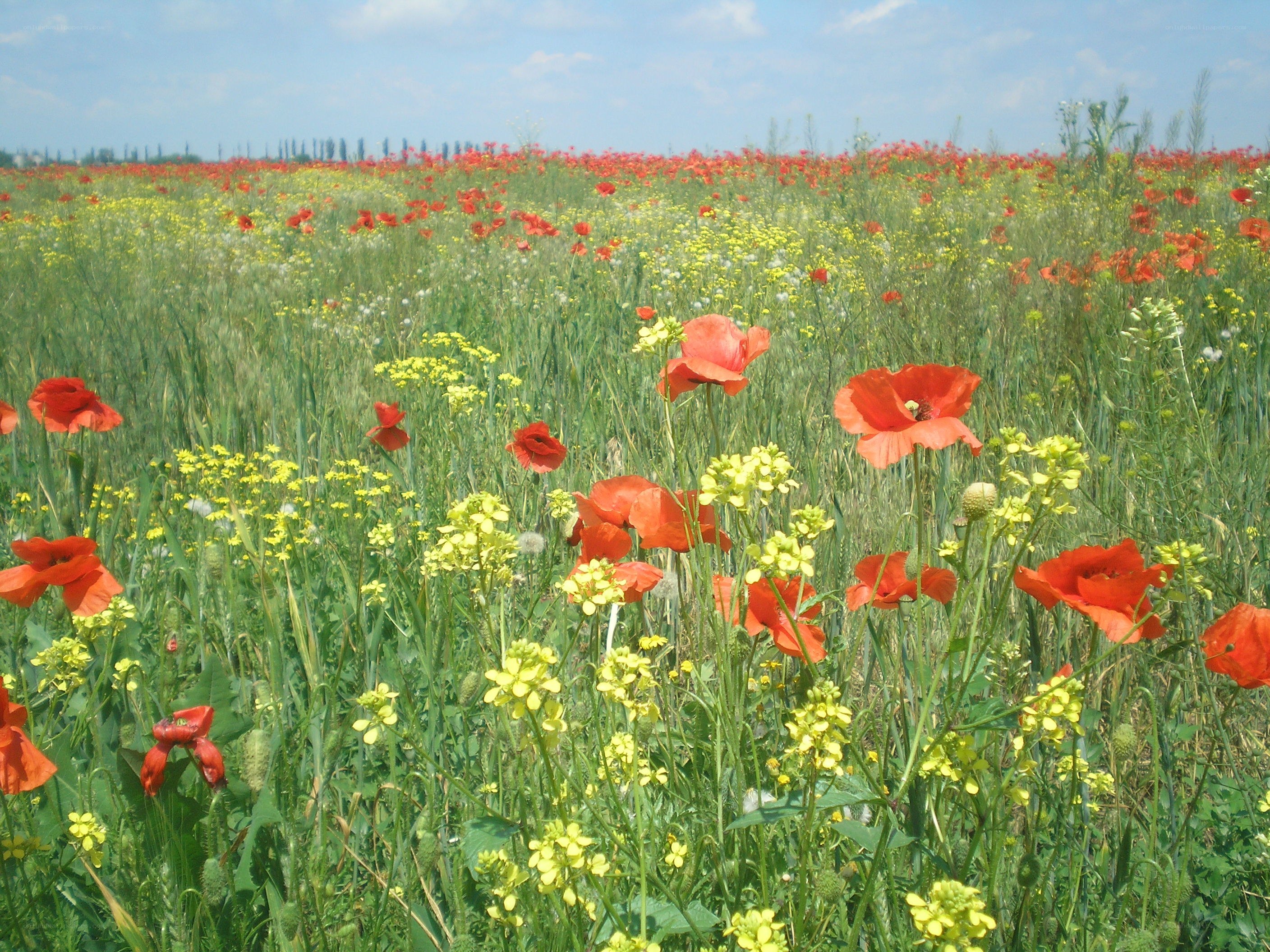 Poppy field in bloom