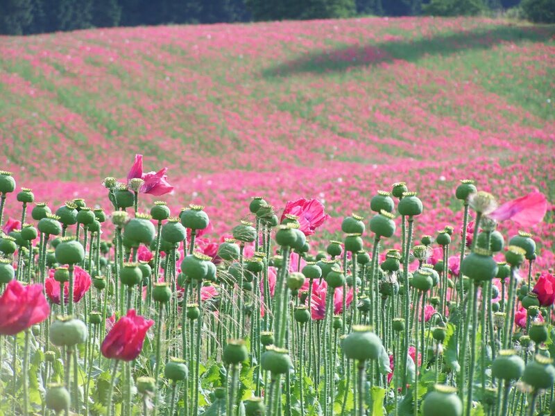 Poppy Field in Bloom — Pink