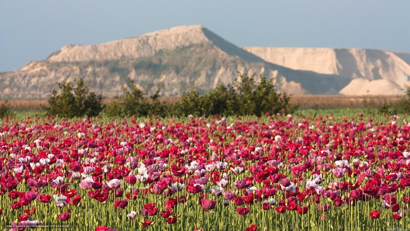 Poppy Field in Bloom — Red, Serene