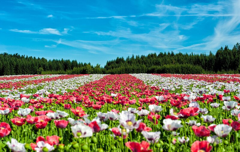 Poppy Field in Bloom — Red