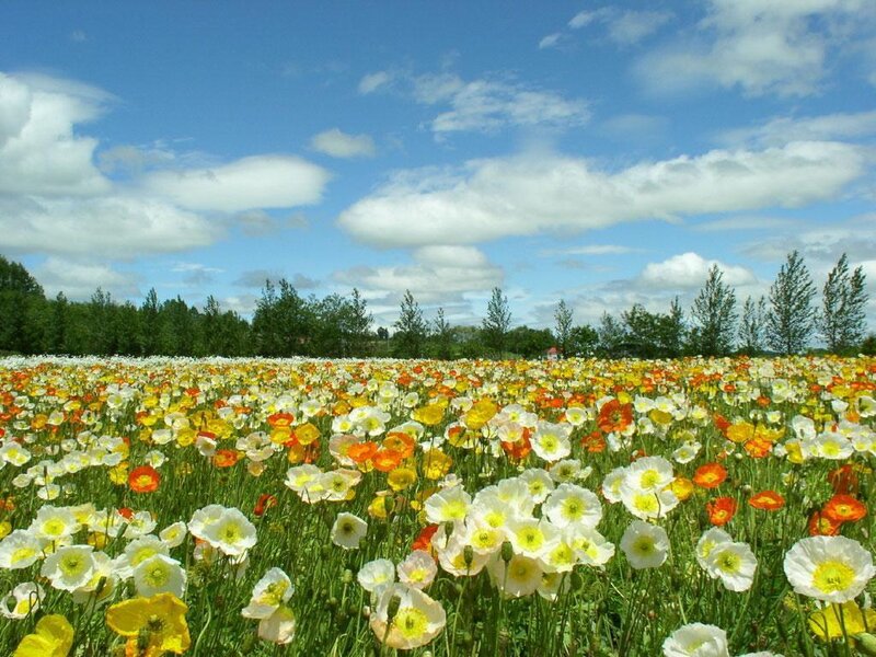 Poppy Field in Bloom — White