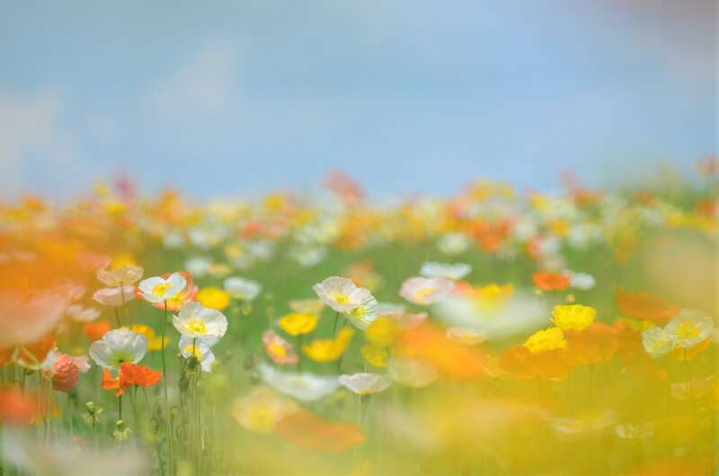 Poppy Field in Bloom — Yellow, Serene, Afternoon