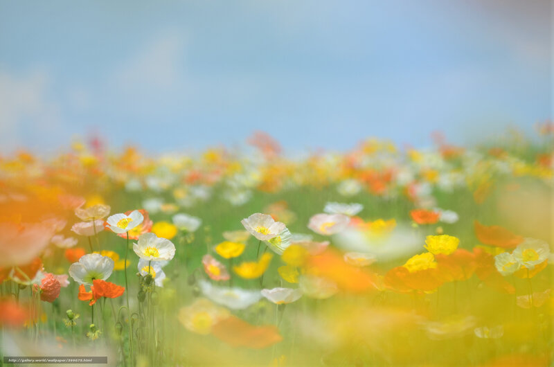 Poppy Field in Bloom — Yellow, Serene
