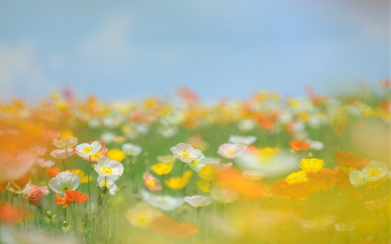 Poppy Field in Bloom — Yellow