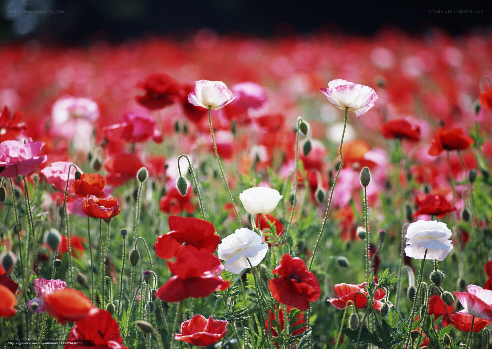 Poppy field in bloom