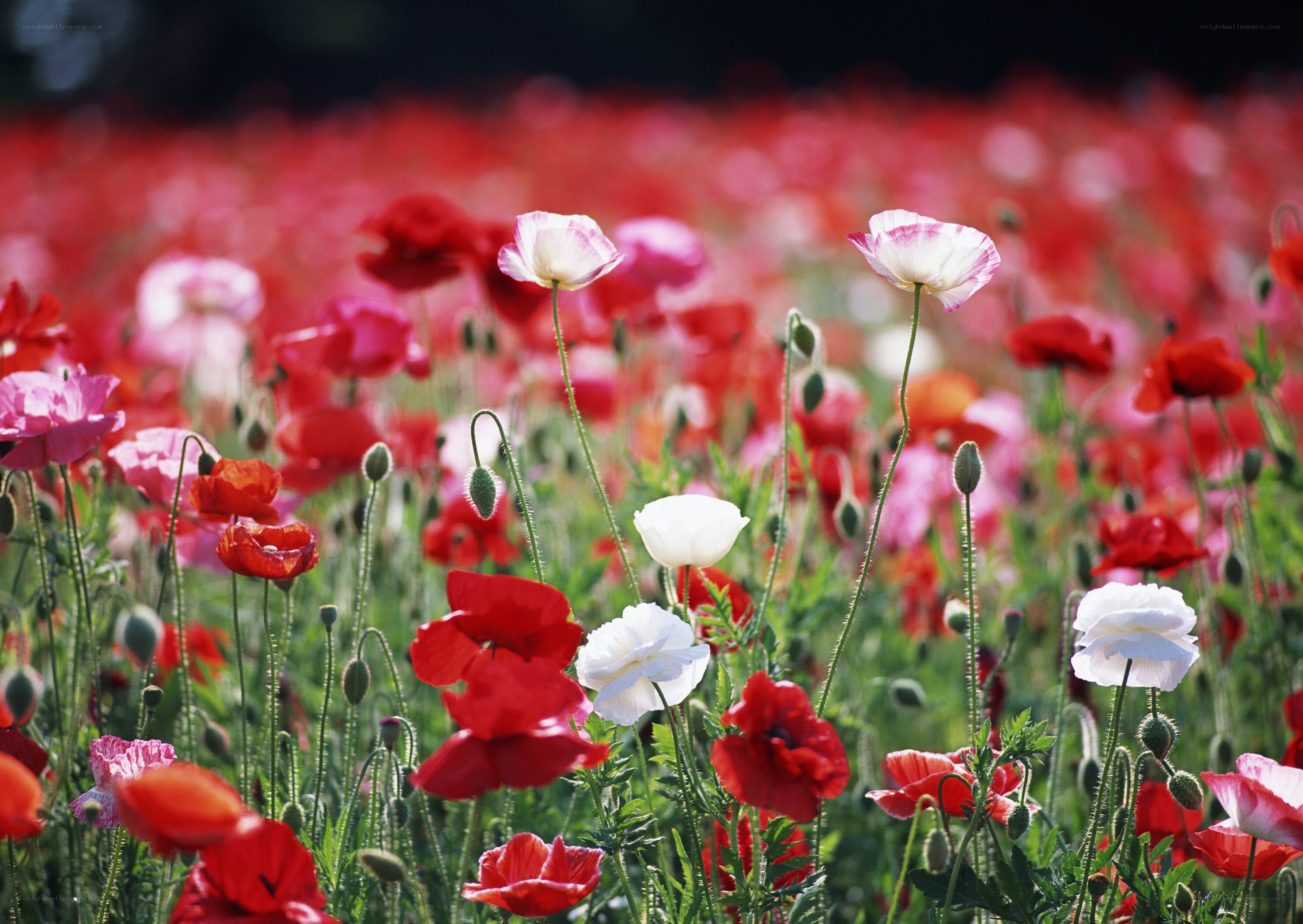 Poppy field in full bloom
